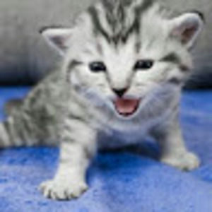 Meet your Posher, Tamiya